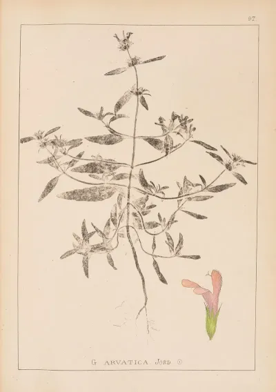 Herbier De La Flore Francaise Pl 0836