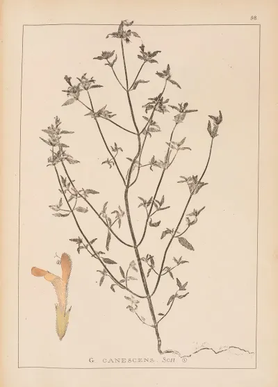 Herbier De La Flore Francaise Pl 0837