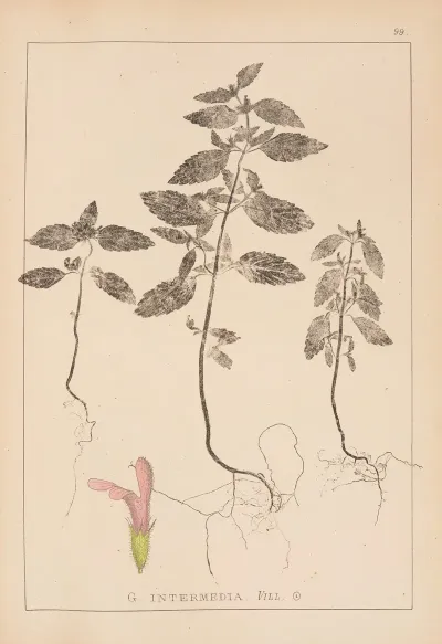 Herbier De La Flore Francaise Pl 0838