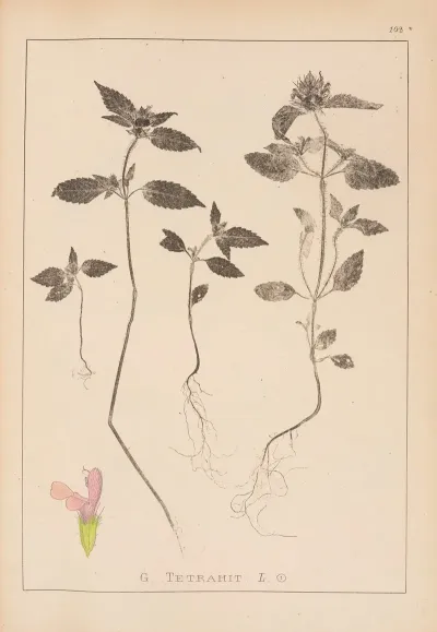 Herbier De La Flore Francaise Pl 0840