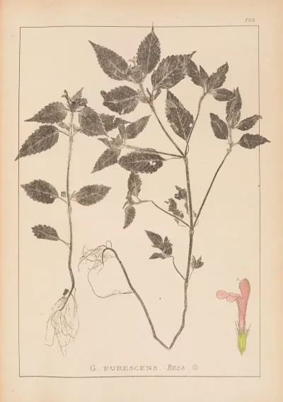 Herbier De La Flore Francaise Pl 0841