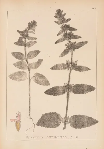 Herbier De La Flore Francaise Pl 0843