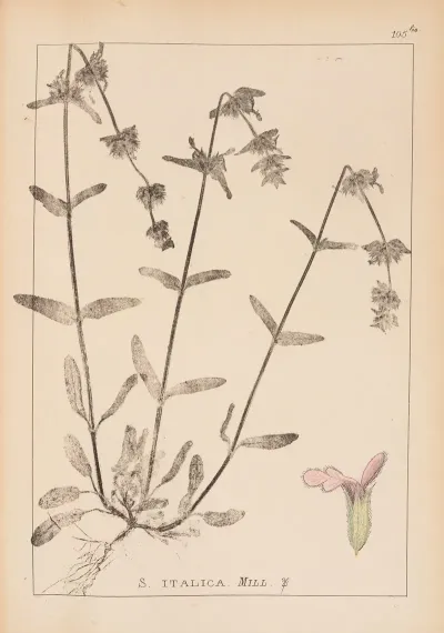 Herbier De La Flore Francaise Pl 0844