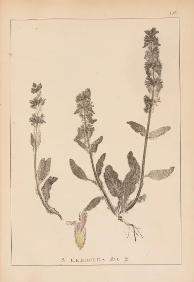 Herbier De La Flore Francaise Pl 0845