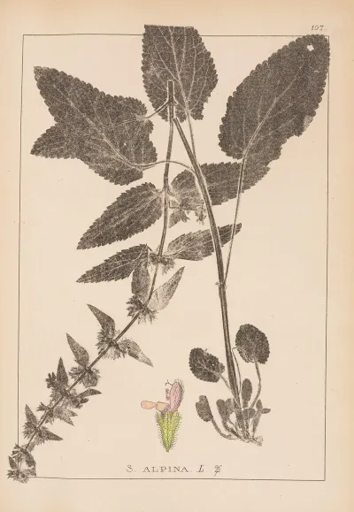 Herbier De La Flore Francaise Pl 0846