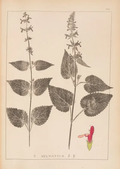 Herbier De La Flore Francaise Pl 0847
