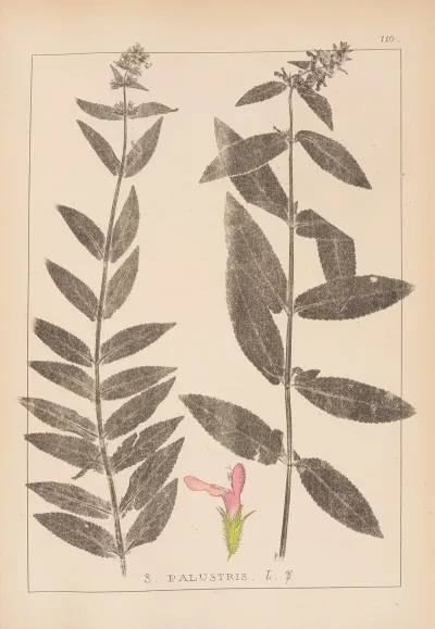 Herbier De La Flore Francaise Pl 0849