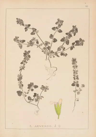 Herbier De La Flore Francaise Pl 0850