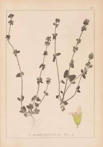 Herbier De La Flore Francaise Pl 0851