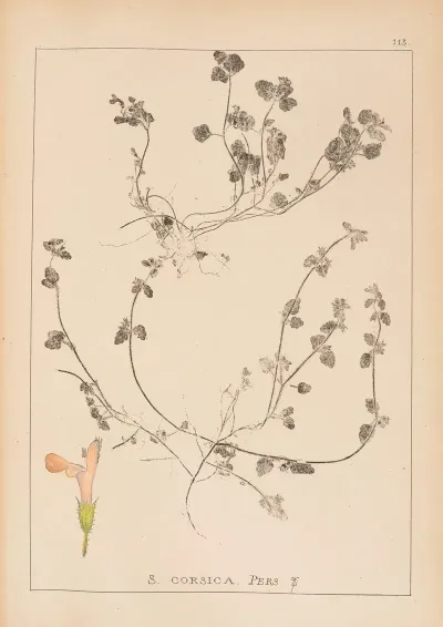 Herbier De La Flore Francaise Pl 0852