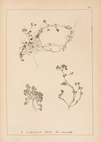 Herbier De La Flore Francaise Pl 0853