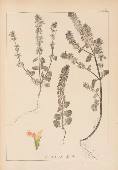 Herbier De La Flore Francaise Pl 0854