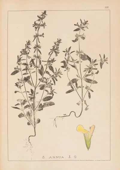 Herbier De La Flore Francaise Pl 0855