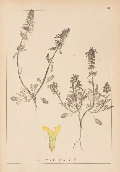 Herbier De La Flore Francaise Pl 0856