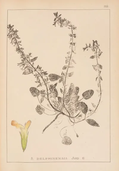 Herbier De La Flore Francaise Pl 0857