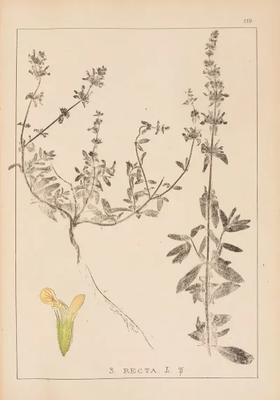 Herbier De La Flore Francaise Pl 0858