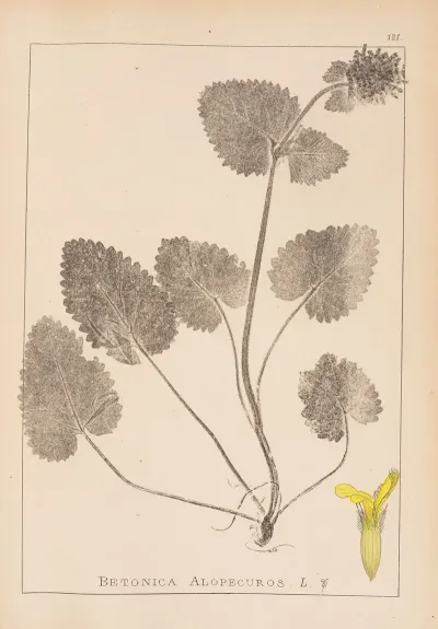 Herbier De La Flore Francaise Pl 0860