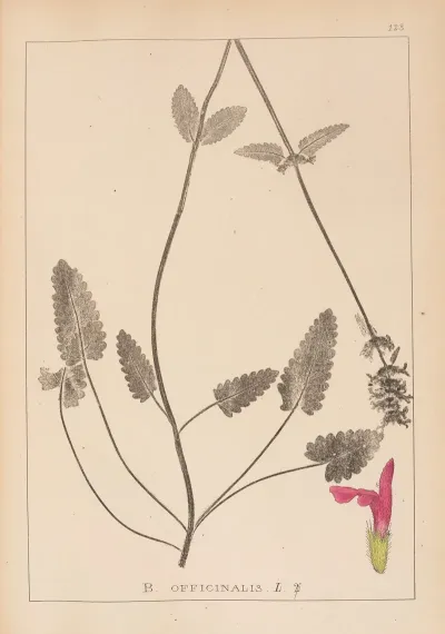 Herbier De La Flore Francaise Pl 0862
