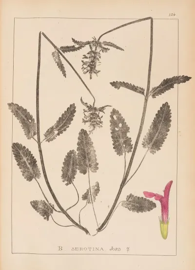 Herbier De La Flore Francaise Pl 0863