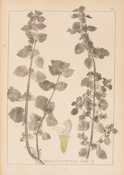Herbier De La Flore Francaise Pl 0864