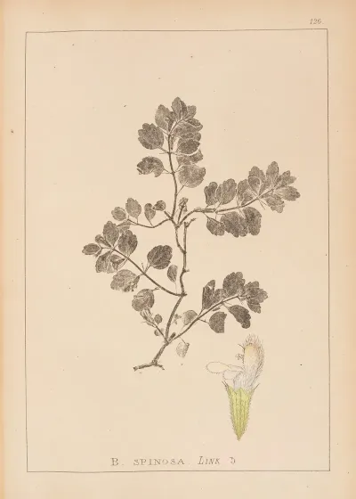 Herbier De La Flore Francaise Pl 0865
