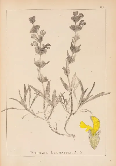 Herbier De La Flore Francaise Pl 0866