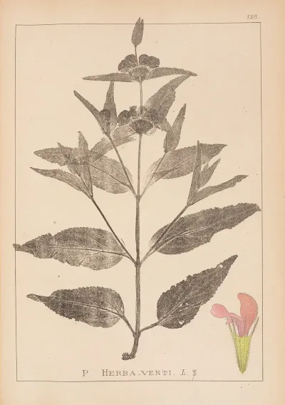 Herbier De La Flore Francaise Pl 0867