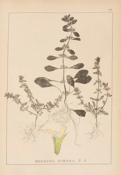 Herbier De La Flore Francaise Pl 0868