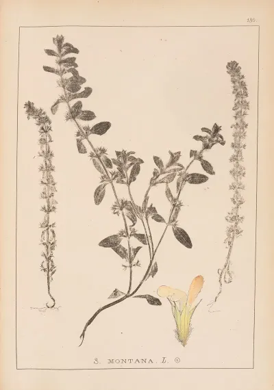 Herbier De La Flore Francaise Pl 0869