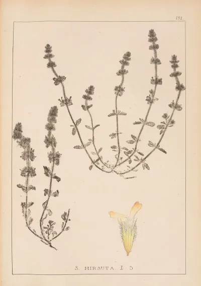 Herbier De La Flore Francaise Pl 0870