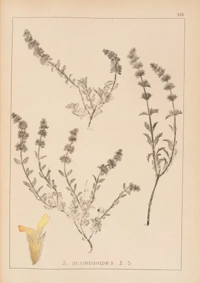 Herbier De La Flore Francaise Pl 0871