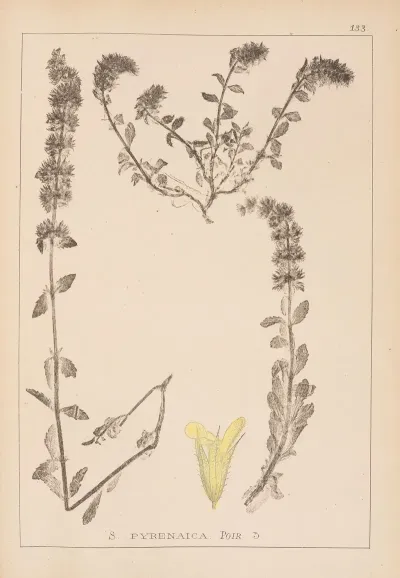 Herbier De La Flore Francaise Pl 0872