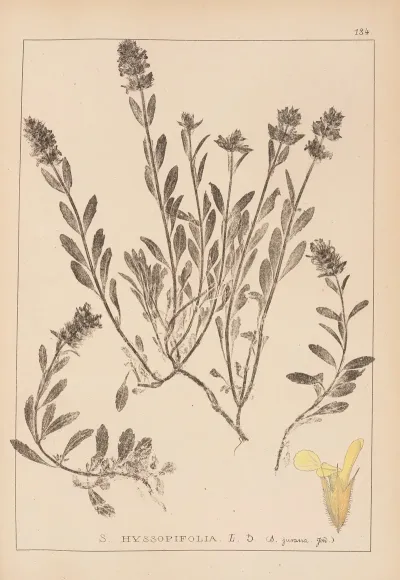 Herbier De La Flore Francaise Pl 0873