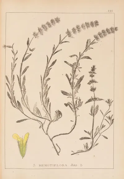 Herbier De La Flore Francaise Pl 0874