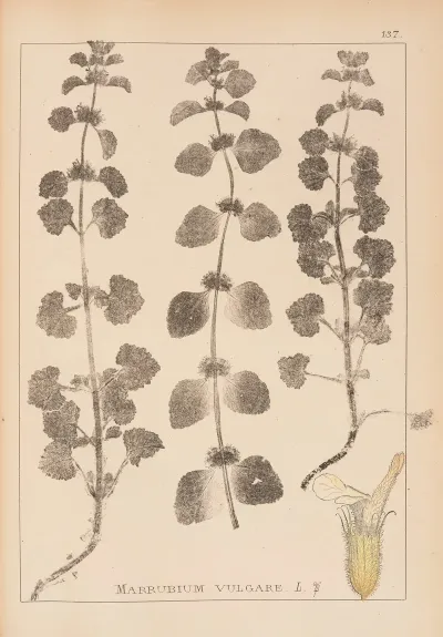 Herbier De La Flore Francaise Pl 0876