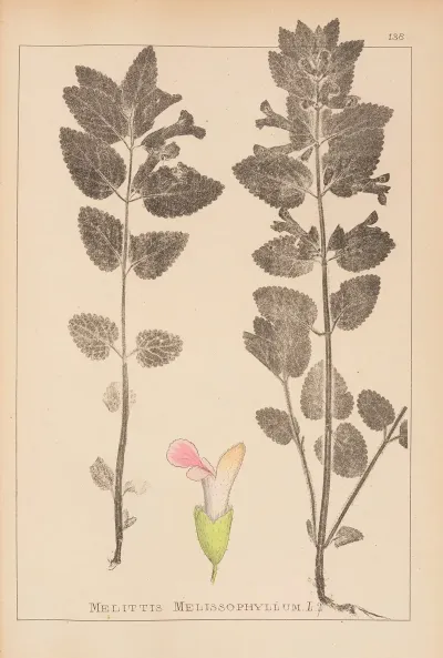 Herbier De La Flore Francaise Pl 0878