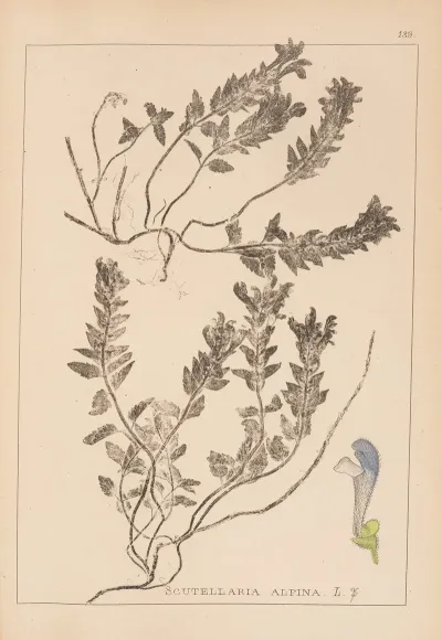 Herbier De La Flore Francaise Pl 0879