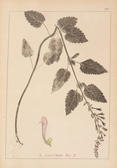 Herbier De La Flore Francaise Pl 0880