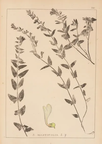 Herbier De La Flore Francaise Pl 0881
