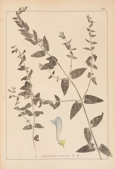 Herbier De La Flore Francaise Pl 0882