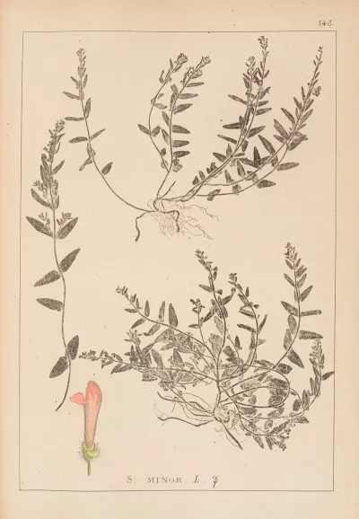Herbier De La Flore Francaise Pl 0883