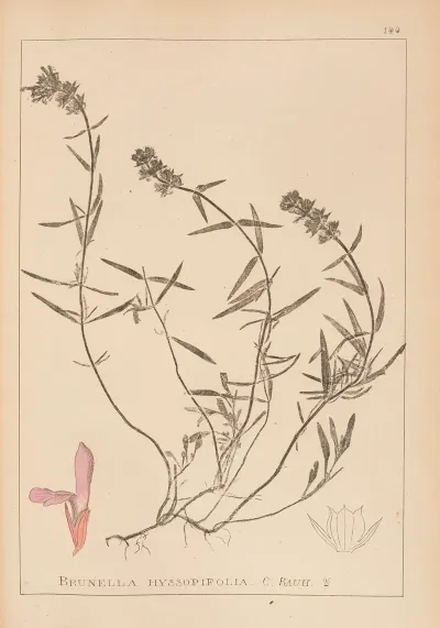 Herbier De La Flore Francaise Pl 0884