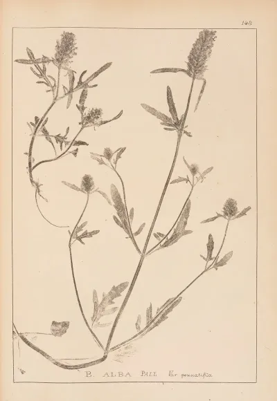 Herbier De La Flore Francaise Pl 0888