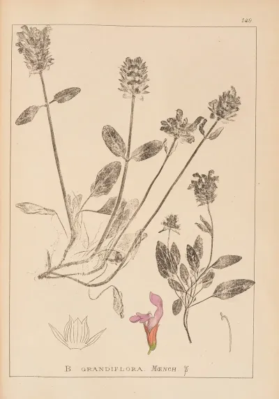 Herbier De La Flore Francaise Pl 0889