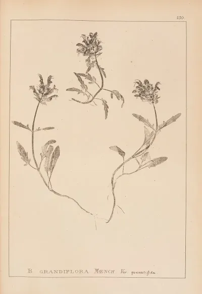 Herbier De La Flore Francaise Pl 0890