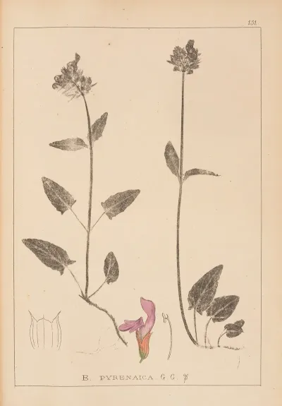 Herbier De La Flore Francaise Pl 0891