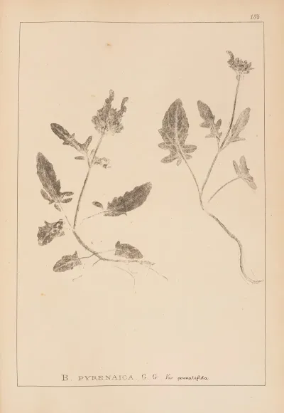 Herbier De La Flore Francaise Pl 0892