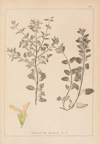 Herbier De La Flore Francaise Pl 0893