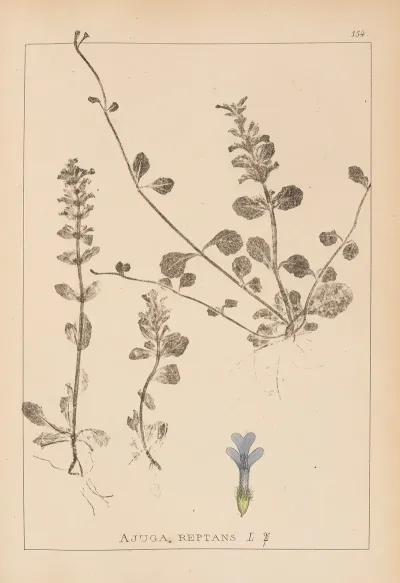 Herbier De La Flore Francaise Pl 0894
