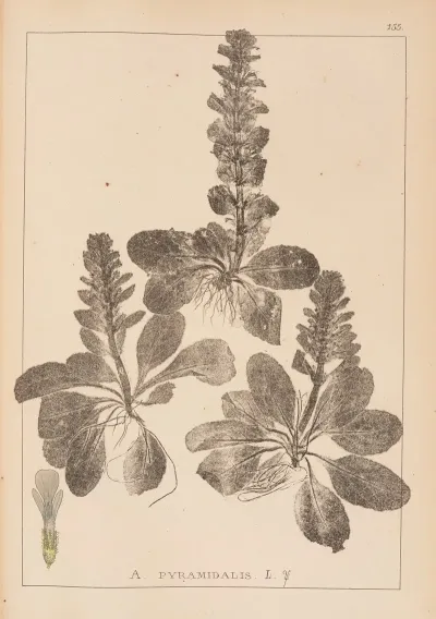 Herbier De La Flore Francaise Pl 0895